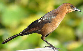 Boat-tailed Grackle