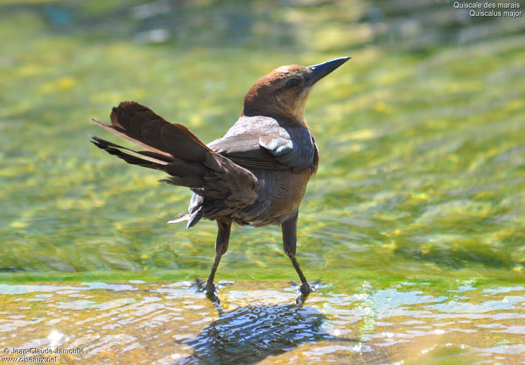 Boat-tailed Grackle female adult