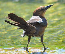 Boat-tailed Grackle