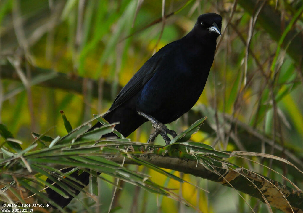 Boat-tailed Grackle