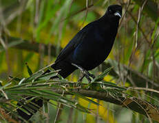 Boat-tailed Grackle