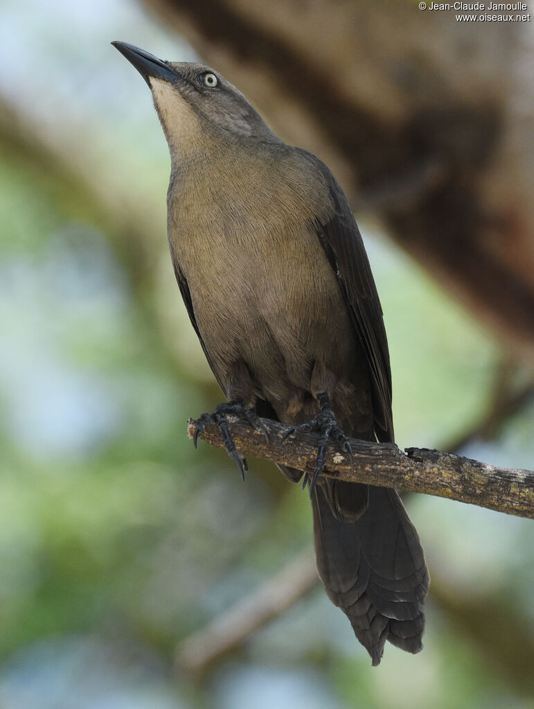 Carib Grackleadult