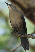 Carib Grackle