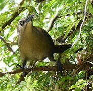 Carib Grackle