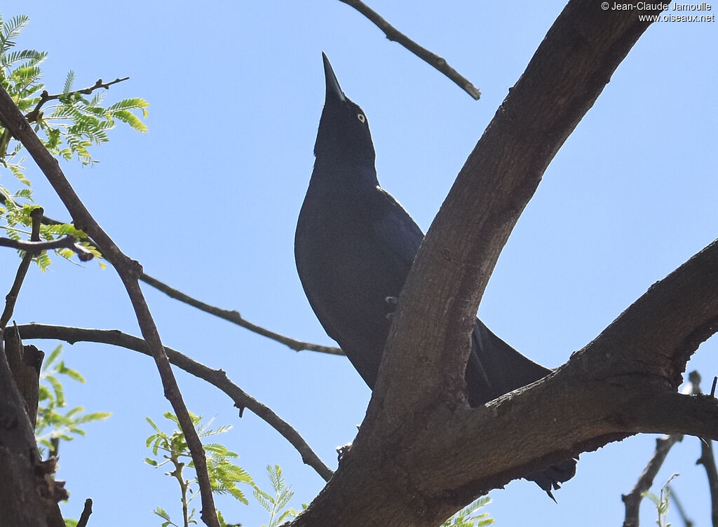 Carib Grackle male adult