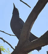 Carib Grackle