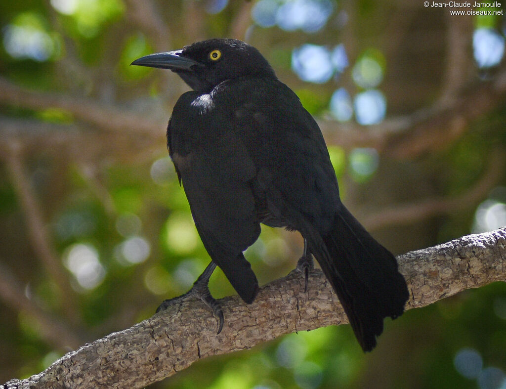 Carib Grackle male adult