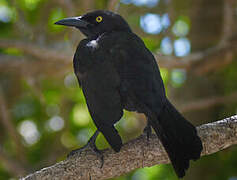 Carib Grackle