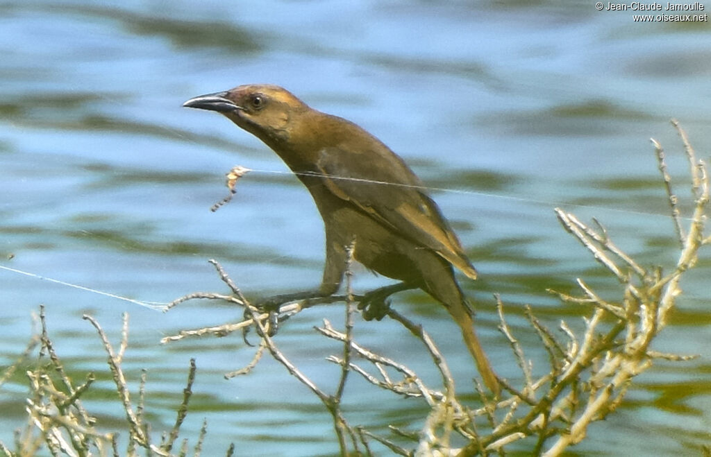 Carib Grackle female adult