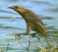 Carib Grackle