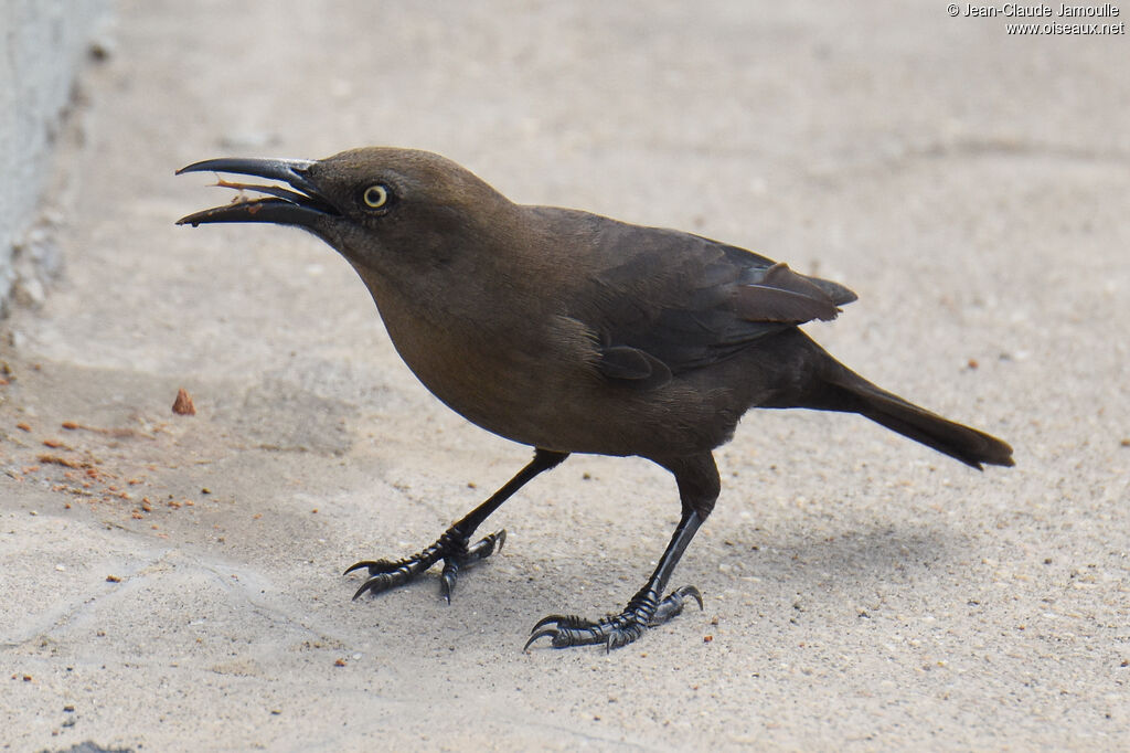 Carib Grackle male immature