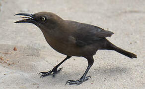 Carib Grackle