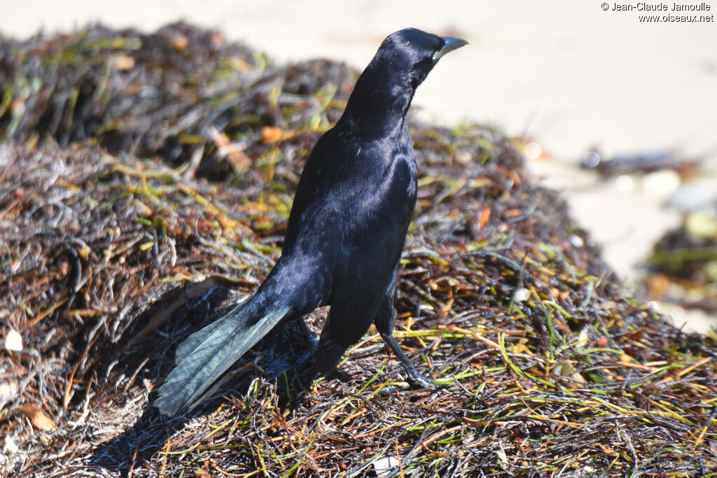 Carib Grackle