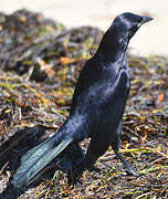 Carib Grackle