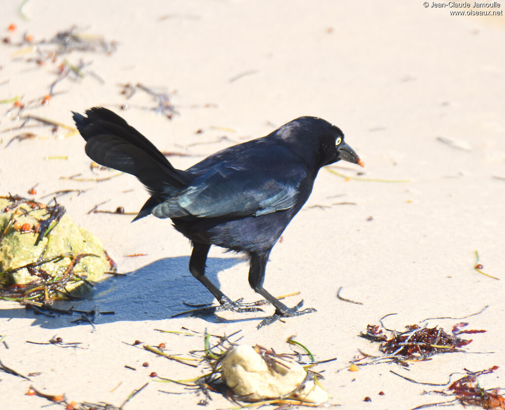 Carib Grackle male adult, eats