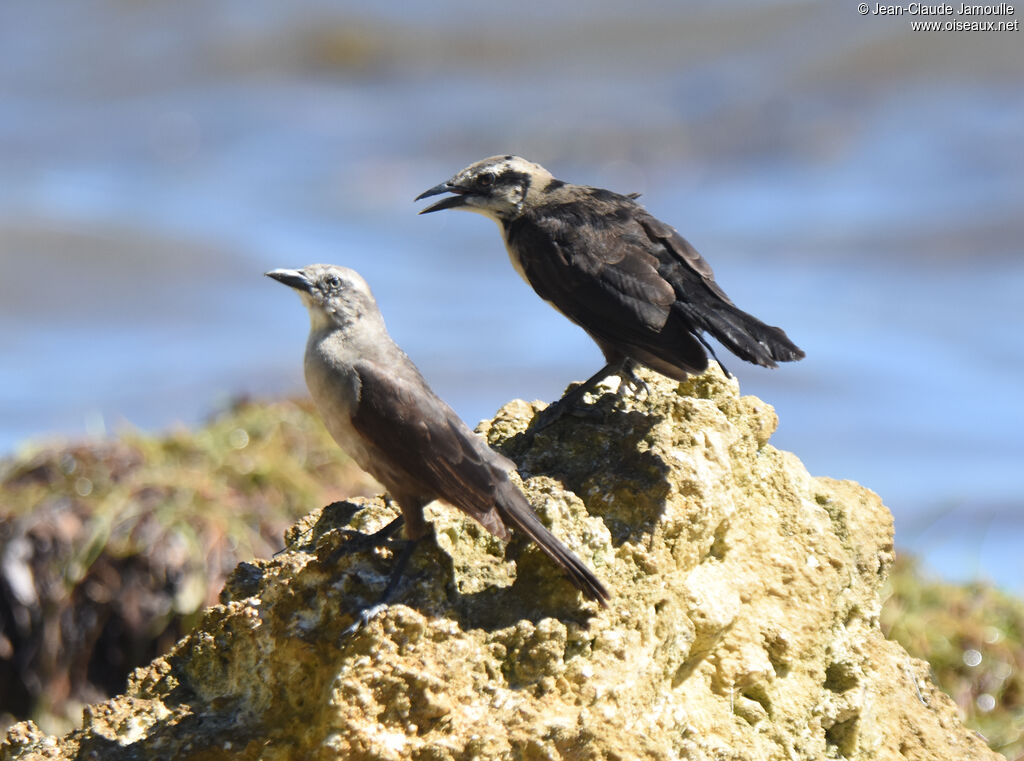 Carib Grackle