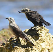 Carib Grackle