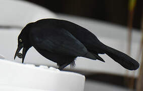 Carib Grackle