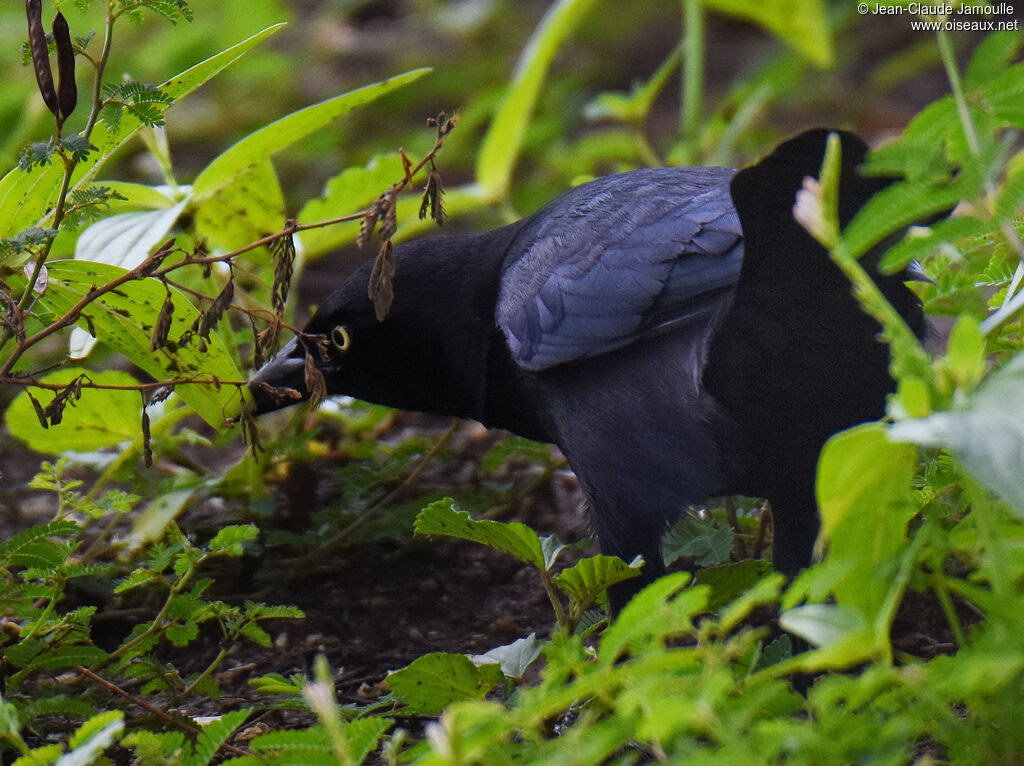 Carib Grackle male adult