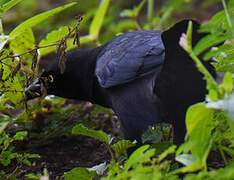 Carib Grackle