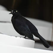 Carib Grackle