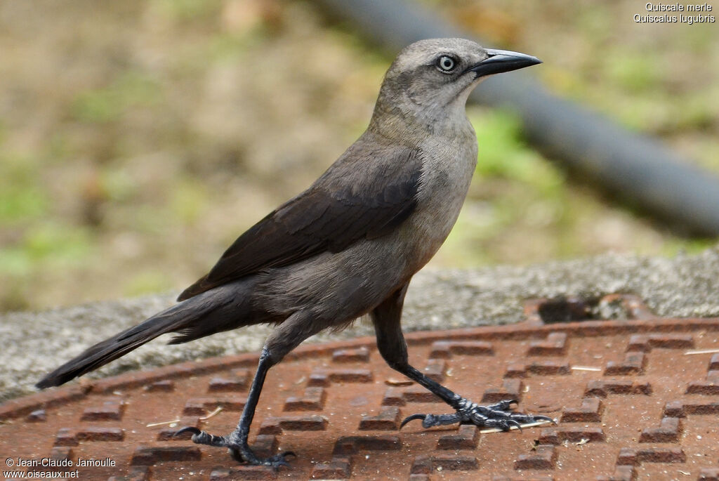 Carib Grackle, identification, Behaviour