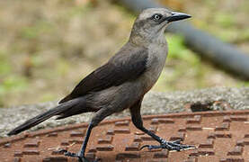 Carib Grackle