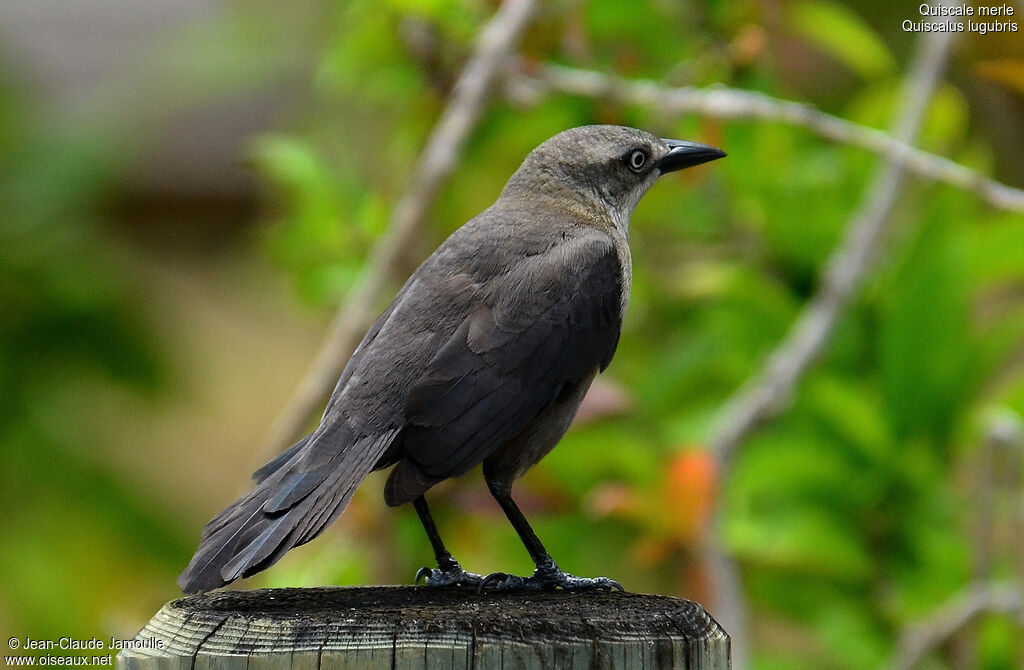 Carib Grackle