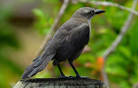 Carib Grackle