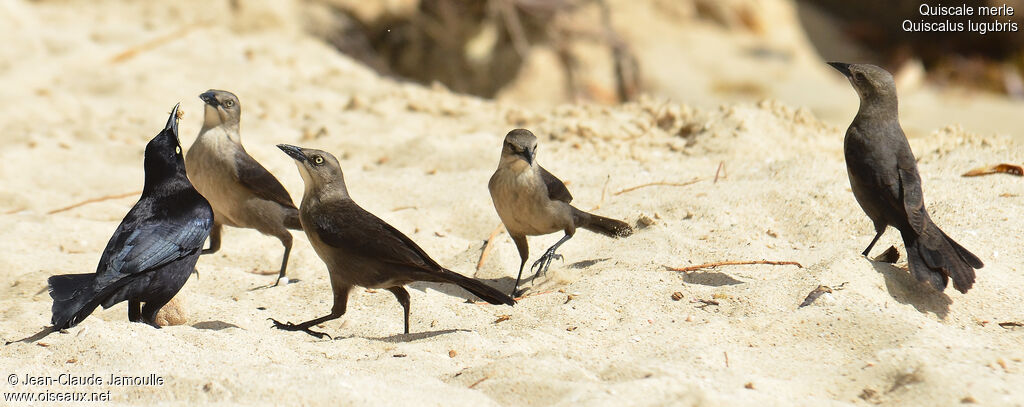 Carib Grackleadult, feeding habits, Behaviour