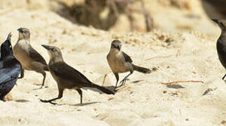 Carib Grackle