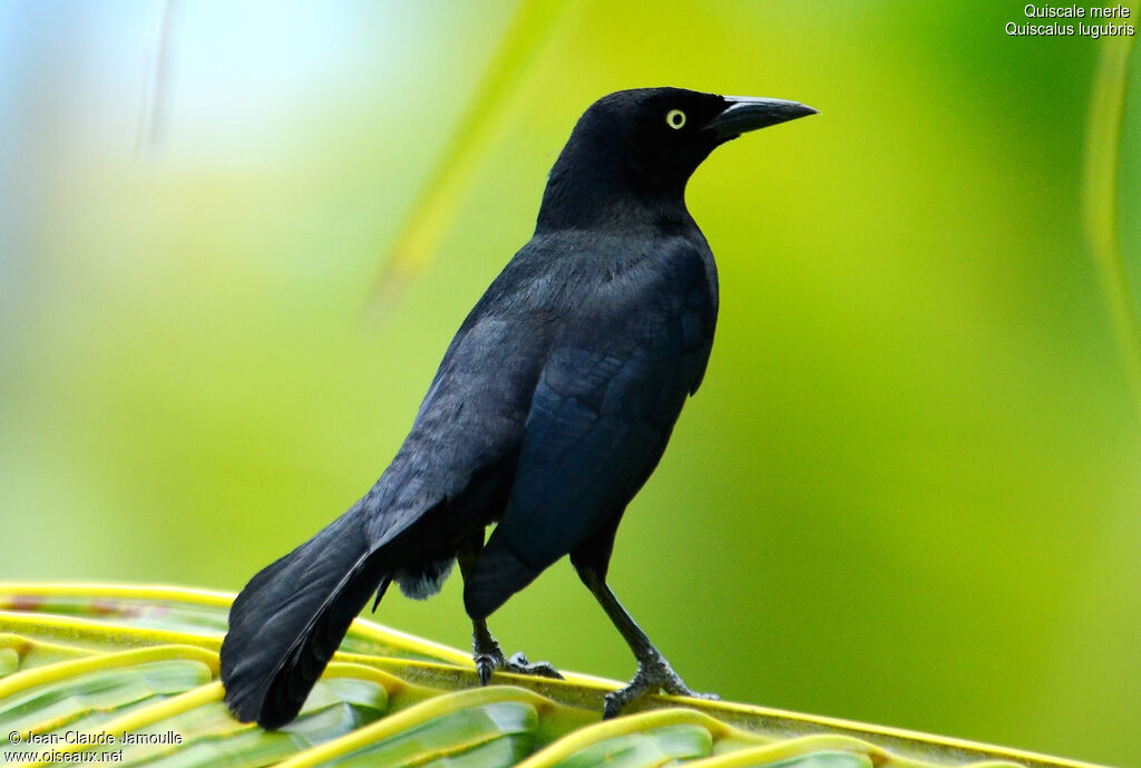 Carib Grackle male