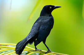 Carib Grackle