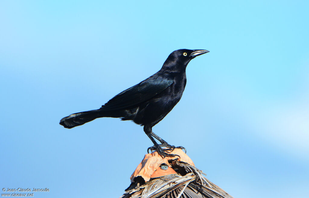 Carib Grackle