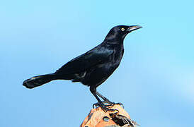 Carib Grackle