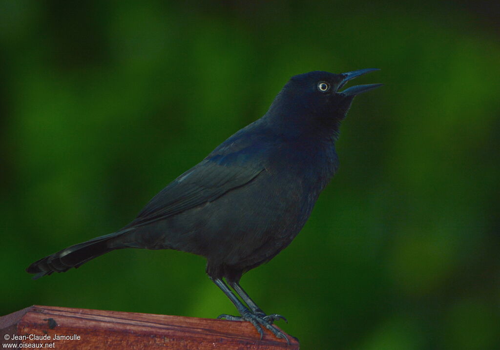 Carib Grackle male adult