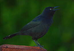 Carib Grackle