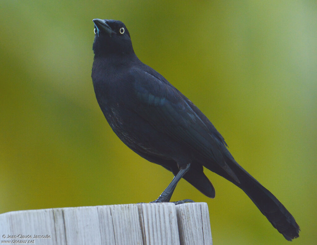 Carib Grackle male adult