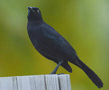 Carib Grackle