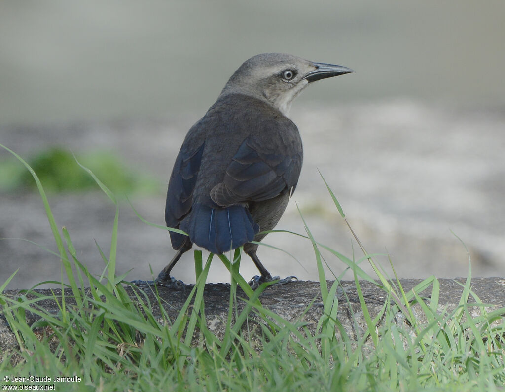 Carib Grackleimmature