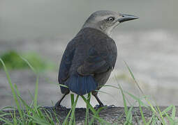 Carib Grackle