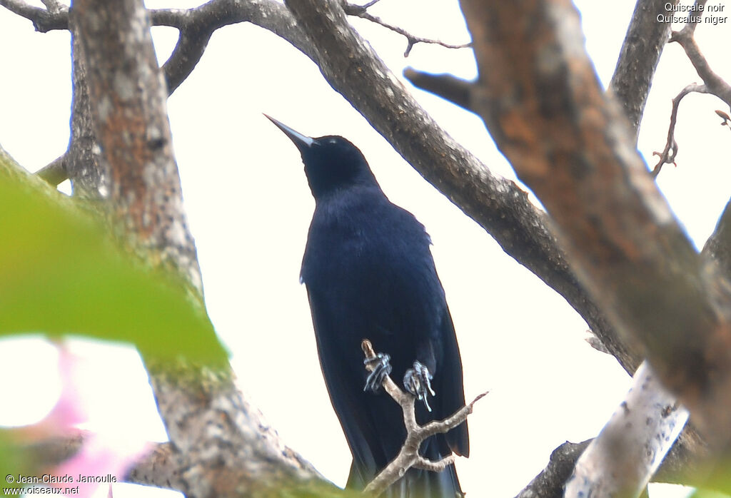 Quiscale noir, Comportement