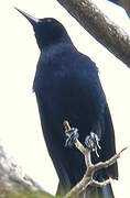 Greater Antillean Grackle