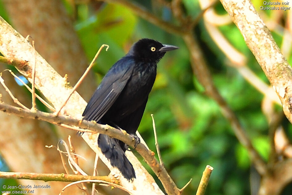 Quiscale noir, Comportement