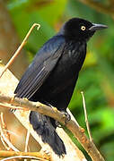 Greater Antillean Grackle