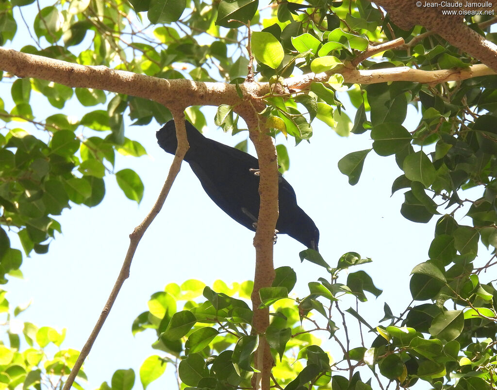 Cuban Blackbird