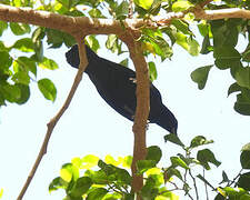 Cuban Blackbird