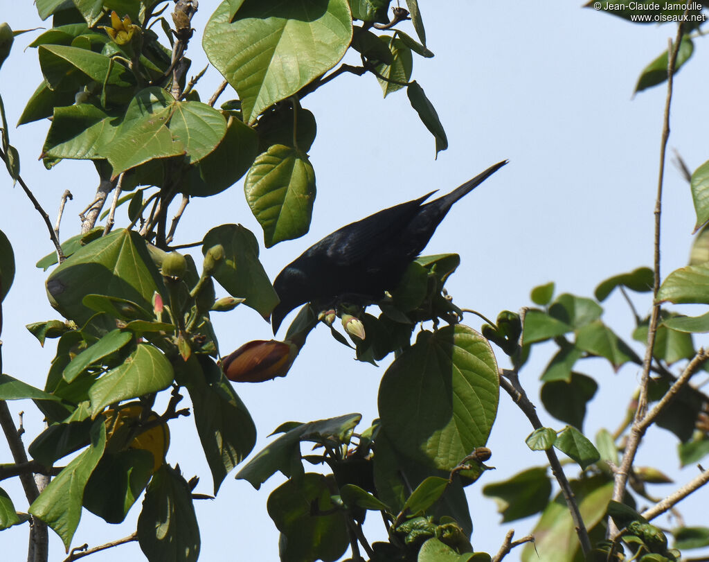 Cuban Blackbird