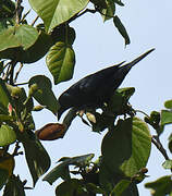 Cuban Blackbird