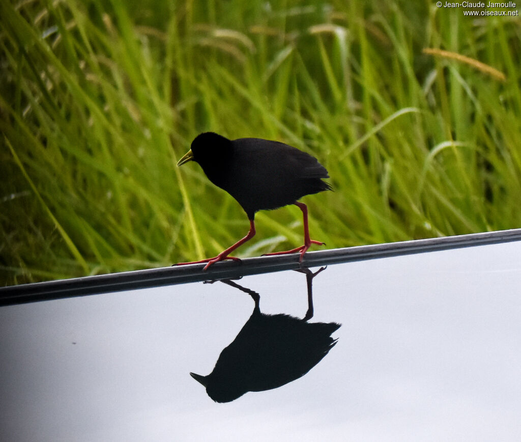 Black Crake